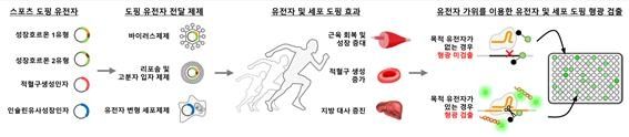 유전자 도핑 약물 종류와 유전자 가위를 이용한 검출 방법