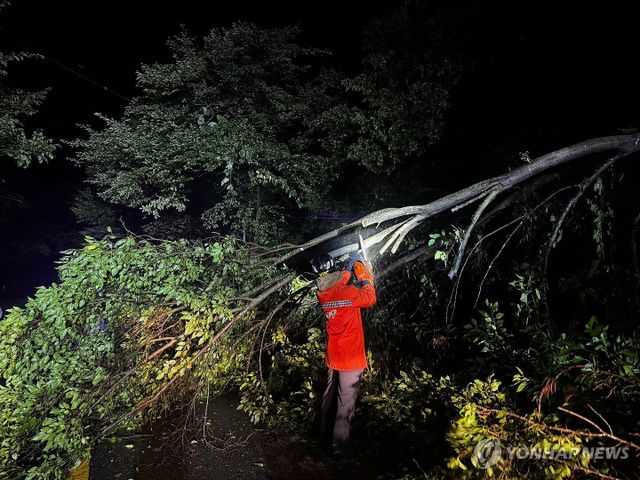 도로에 쓰러진 가로수