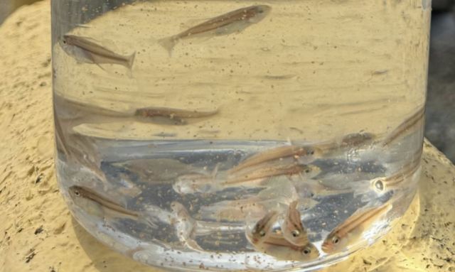 어민에게 분양된 5㎝ 크기 벤자리 치어