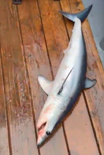 혼획된 청상아리