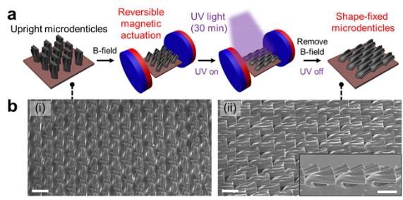 상어 피부 모사 마이크로 구조체 개발