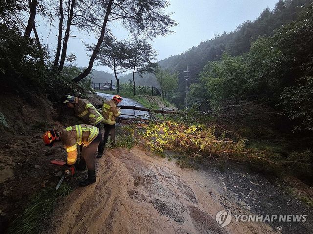 강한 빗줄기에 쓰러진 나무