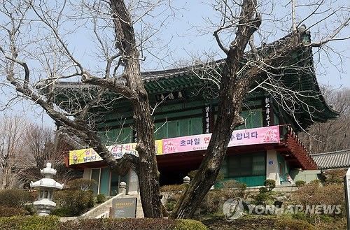 천안 광덕사 호두나무