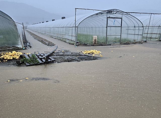 지난 17일 침수된 성주군 선남면 관화들 참외 하우스