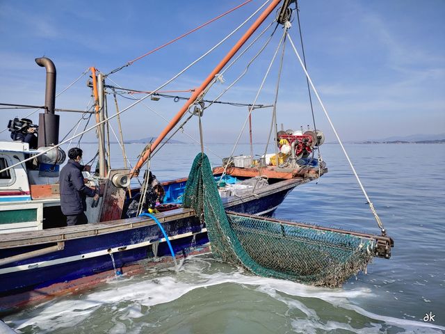 천수만 새조개 잡이