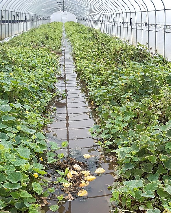 지난해 7월 10일 침수 피해 본 참외 하우스