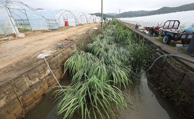 18일 오전 경북 성주군 선남면 관화들의 풀 무성한 배수로