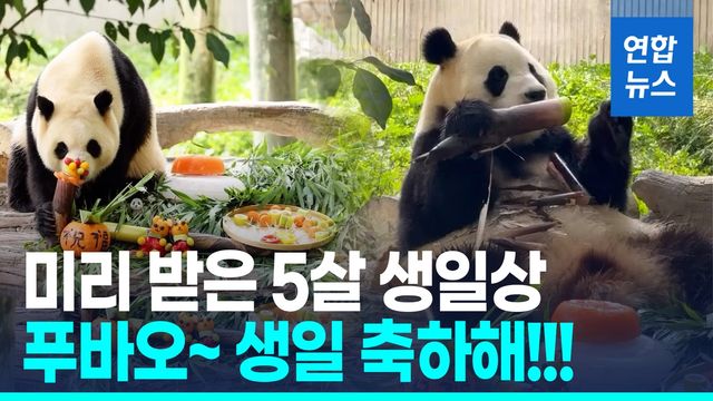 [영상] "뭐부터 먹을까~"…5살 생일상 받은 푸바오 '죽순 콘' 덥석 - 2