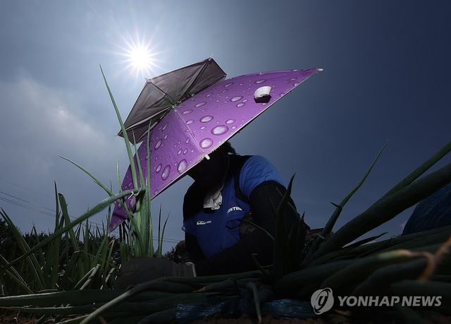 뙤약볕 아래 밭일