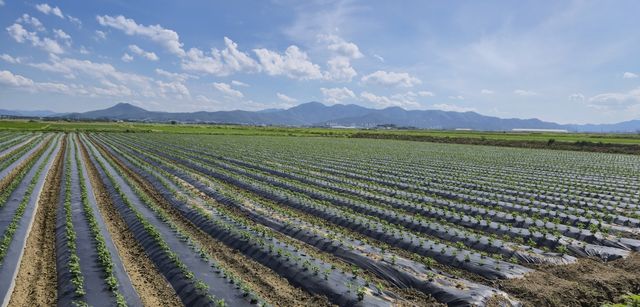 경주 안강평야 콩 재배