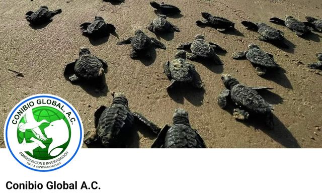 멕시코 환경보호단체 '코니비오 글로발' 페이스북 게시물