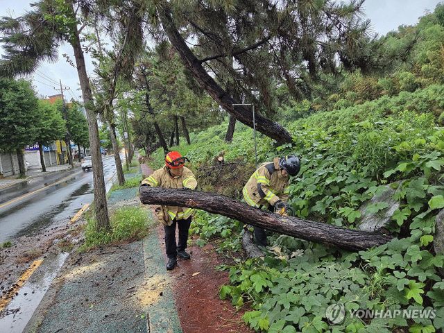 집중호우로 쓰러진 나무 안전 조치하는 소방대원들