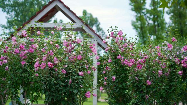 국립세종수목원서 만개한 무궁화