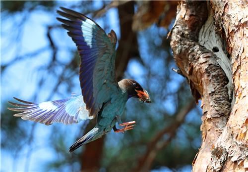 새끼 키우는 파랑새