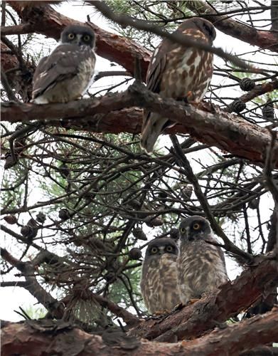 동지 이소한 솔부엉이 3형제와 어미 