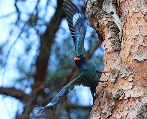성황림 소나무에서 새끼 키우는 파랑새