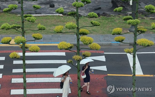 용설란 꽃 핀 제주