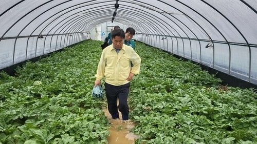 수박하우스 침수 현장 둘러보는 박정현 부여군수 