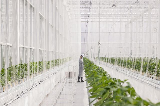 대한제강 신평공장 스마트팜