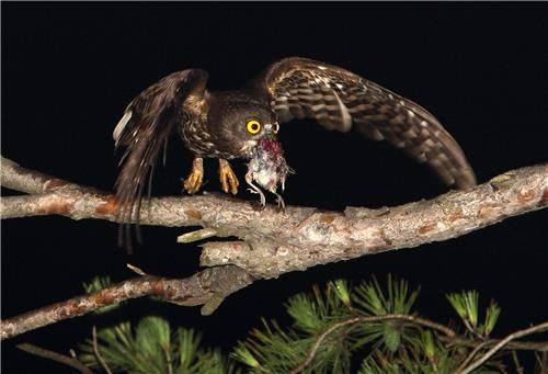 새 사냥한 솔부엉이