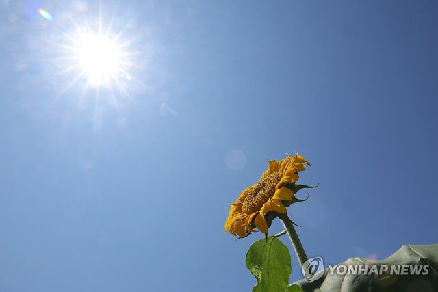 폭염에도 햇볕 바라보는 해바라기