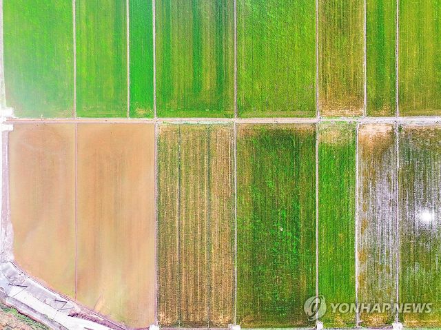 흙탕물 반, 농경지 반