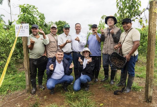 마약 대체 작물 사차인치 수확한 농부들