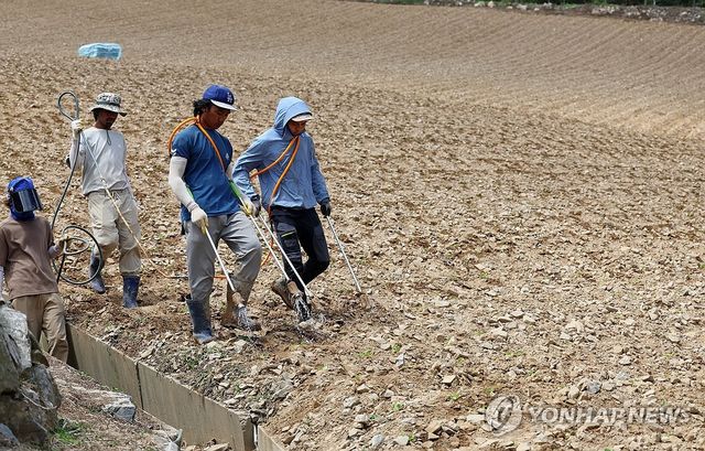 가뭄으로 타들어 가는 고랭지 채소밭