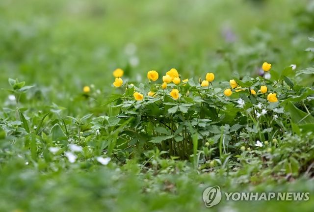 함백산 만항재 야생화