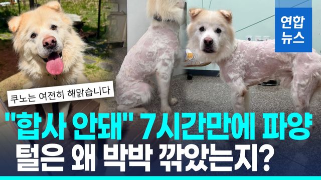 [영상] "이건 학대"…털 박박 깎인채 7시간만에 파양된 2살 유기견 - 2