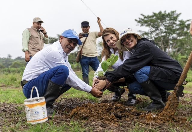 마약 대체 작물 사차인치 묘목을 심는 농부들