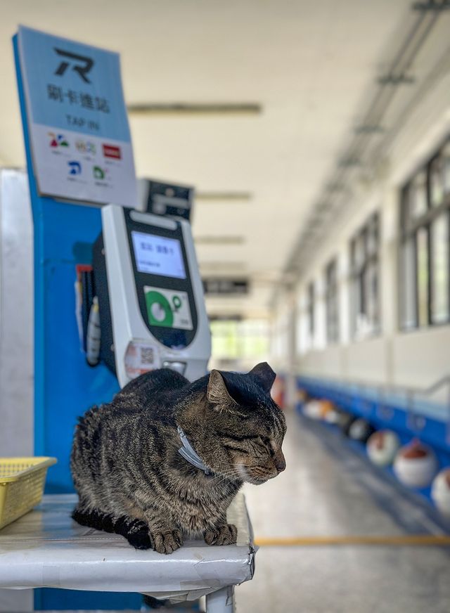대만의 '고양이 마을' 허우통 기차역에 앉아 있는 고양이 모습 [사진/권혁창 기자]