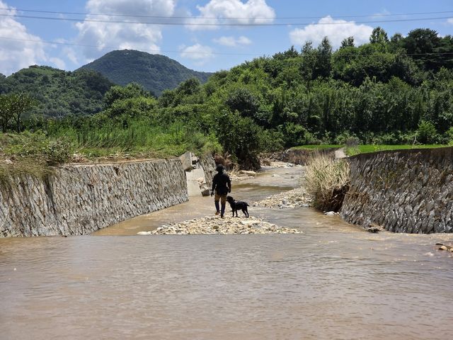 실종자 수색 중인 체취 증거견
