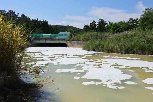 포항 하천서 발생한 하얀 거품과 침전물