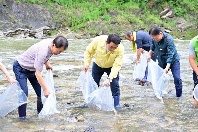 한탄강에 쏘가리 치어 방류