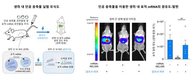 생쥐를 대상으로 한 '릴리저' 기술 실험 