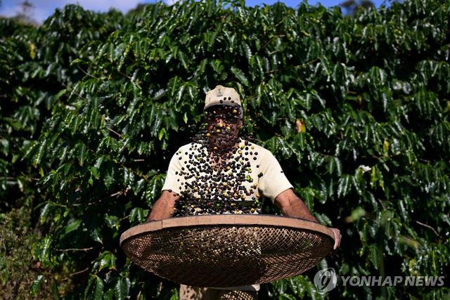 21일(현지시간) 커피 수확하는 브라질 농민