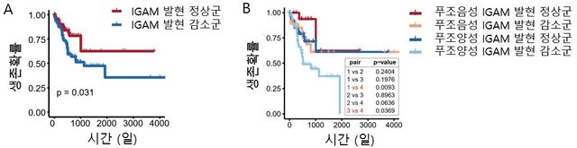(서울=연합뉴스) (A) IgA 성숙과 관련이 있는 유전자 모듈(IGAM)의 발현이 감소한 군에서 환자의 예후가 좋지 않은 것을 확인했다. (B) 특히, 푸조박테리아 양성 대장암에서 IGAM의 발현이 감소한 군에서 예후가 가장 좋지 않은 것으로 나타났다. 2025.067.24. [세브란스병원 제공. 재판매 및 DB 금지]