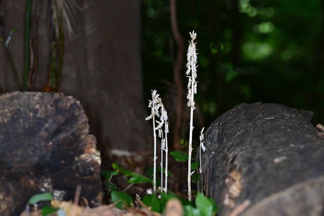 '방울유령란'(가칭)