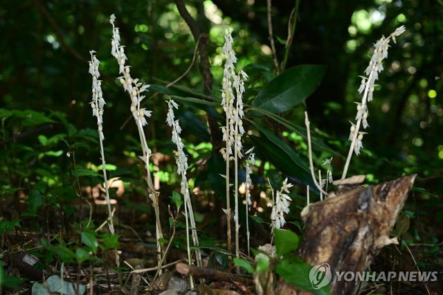 한라산에 발견된 유령란속 미기록 후보 종 식물