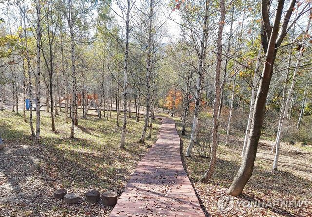 매봉산 숲길