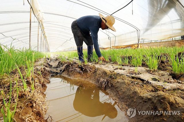 흙탕물 고인 비닐하우스 복구 작업