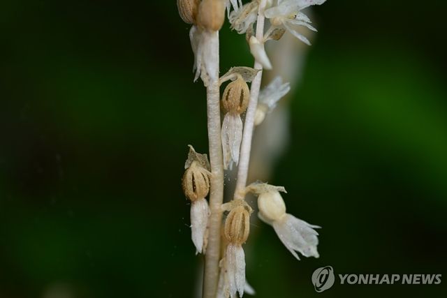 한라산에 발견된 유령란속 미기록 후보 종 식물
