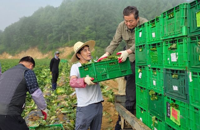 고랭지 여름 배추 수확하는 김진태 지사