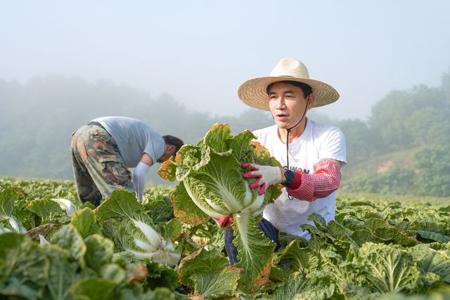고랭지 여름 배추 수확하는 김진태 지사