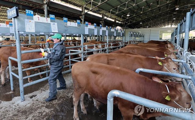 구제역 탈피 재개장한 가축시장