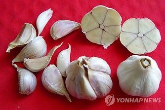 마늘
