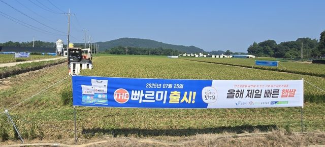 충남도 개발 초조생종 벼 '2세대 빠르미' 수확 시작 