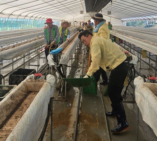 순창 딸기농가서 복구작업하는 박찬대 후보