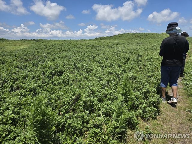 제주 신양 해안사구의 순비기군락
